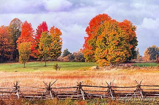 Autumn Landscape_29362-3.jpg - Photographed near Lombardy, Ontario, Canada.